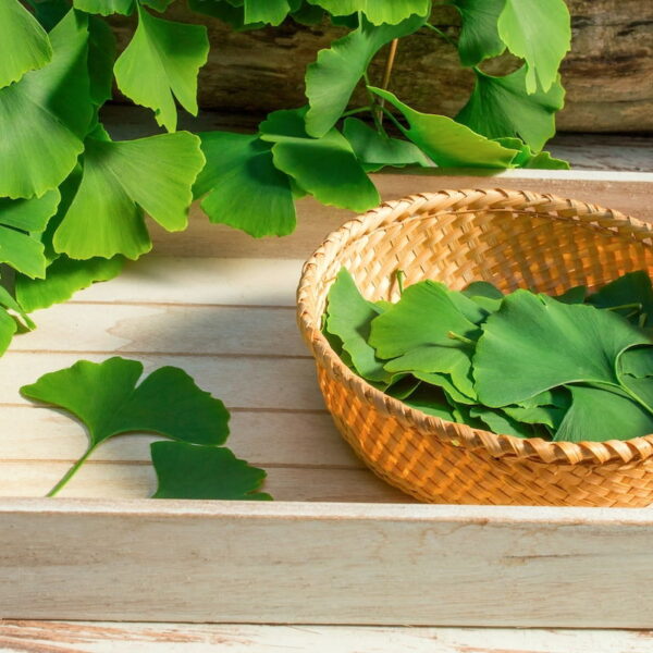 GINKO BILOBA RASURADA